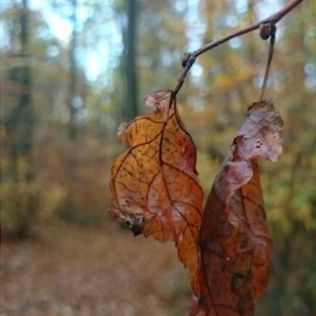 Herbst Foto: Laura Orlik