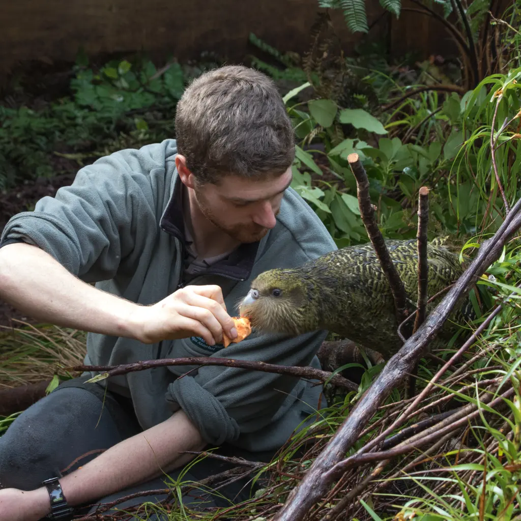 Kākāpō feeding